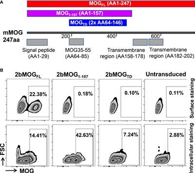 Targeting transmembrane-domain-less MOG expression to platelets prevents disease development in experimental autoimmune encephalomyelitis